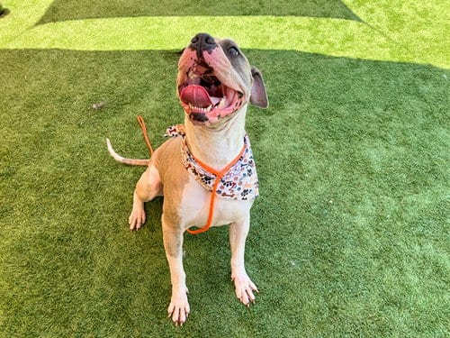 Photo of Zucchini, adoptable Pit Bull Terrier in Orange, California