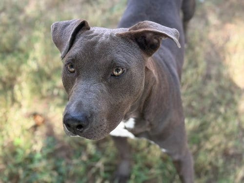 Photo of Gravy, adoptable Pit Bull Terrier in Tulsa, Oklahoma