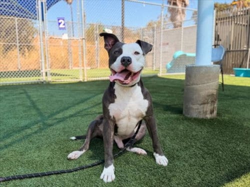 Photo of Chico, adoptable Pit Bull Terrier in Los Angeles, California