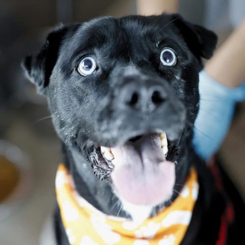 Photo of Lulu, adoptable Labrador Retriever in San Antonio, Texas