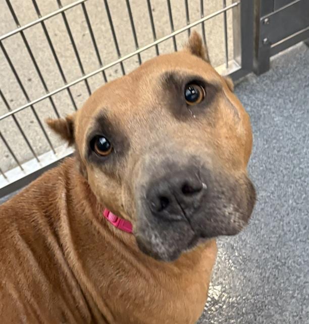 Photo of Red, adoptable Mixed Breed