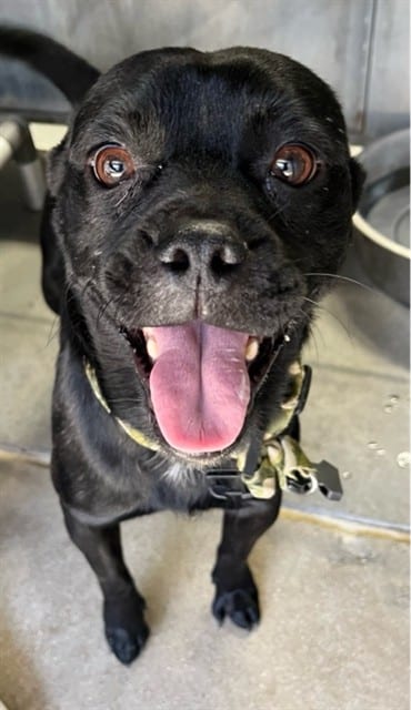 Photo of Senior Pug, adoptable Pug in Devore, California
