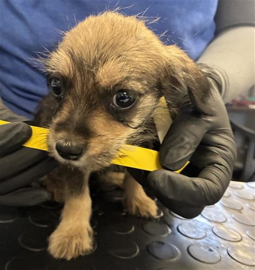 Photo of A888167, adoptable Schnauzer in Camarillo, California