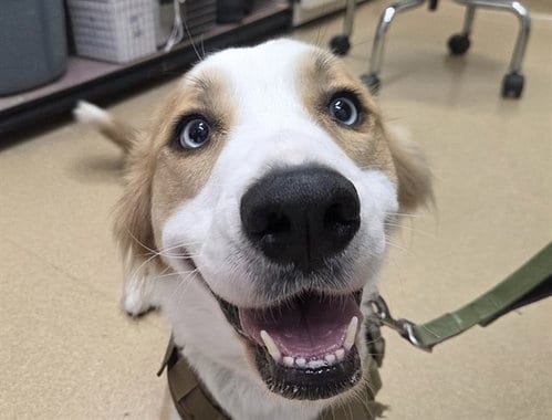 Photo of Sandy, adoptable Australian Shepherd in San Clemente, California