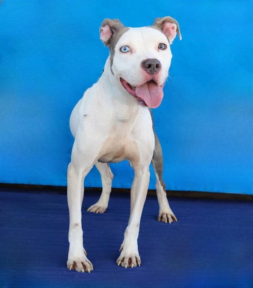 Photo of Lucy, adoptable American Staffordshire Terrier in Baldwin Park, California