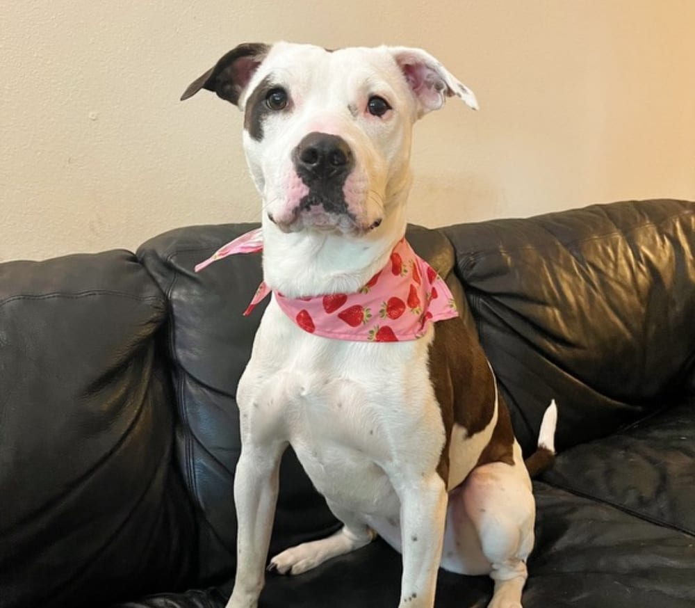Photo of Lucy, adoptable American Staffordshire Terrier in Dana Point, California