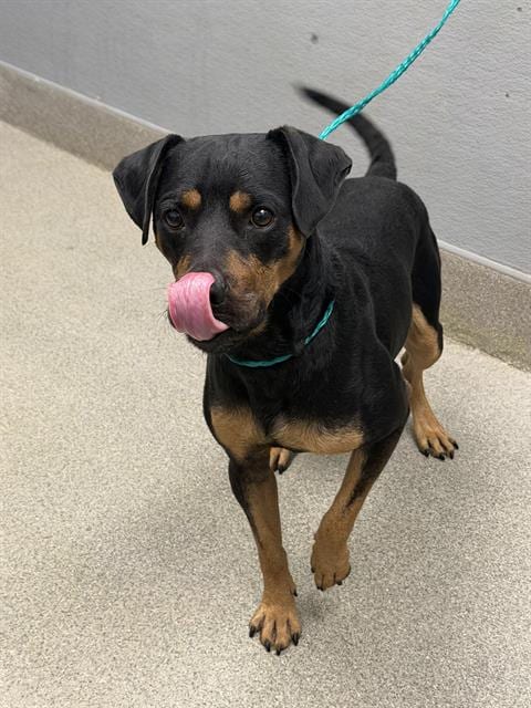 Photo of Mac, adoptable Rottweiler in Las Vegas, Nevada