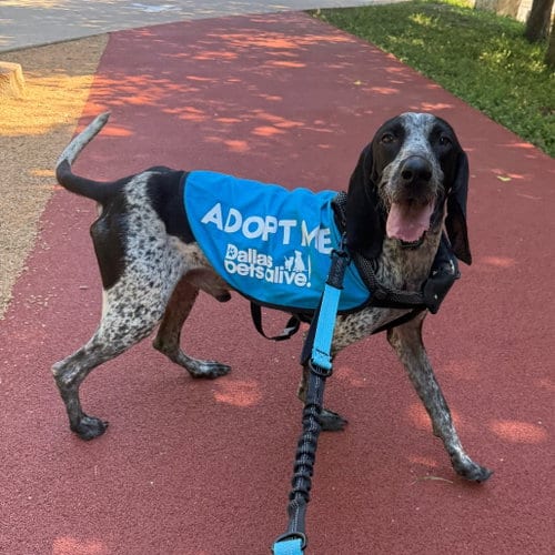 Photo of MJ, adoptable Bluetick Coonhound in Dallas, Texas