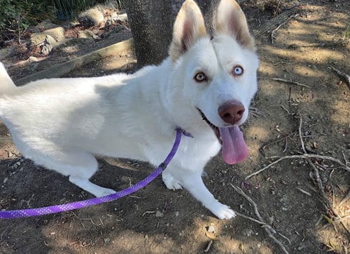 Photo of Ripley, adoptable Husky in Antioch, California