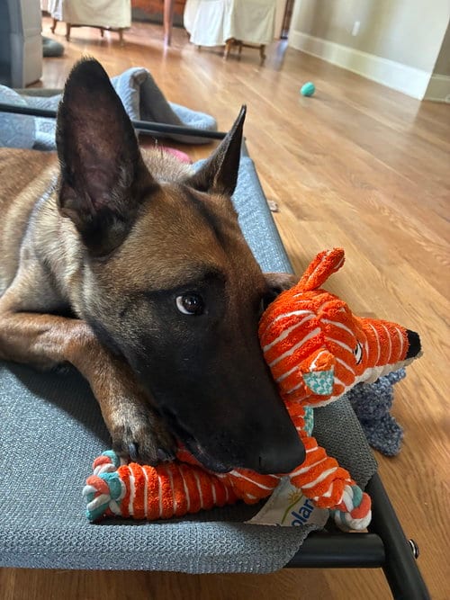 Photo of Priscilla - Located in Georgia, adoptable Belgian Shepherd Malinois in Imlay City, Michigan