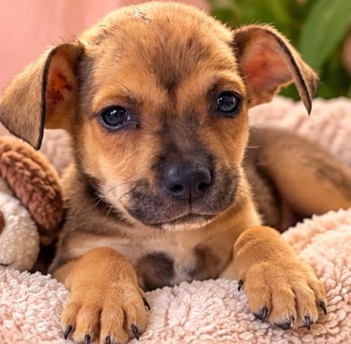 Photo of Lola, adoptable Terrier in Margate, Florida