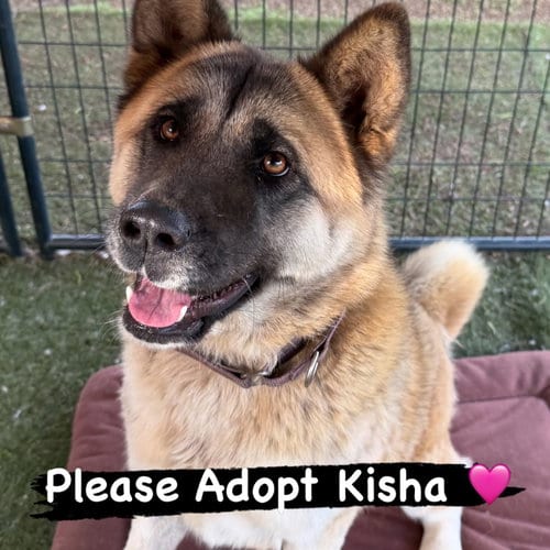 Photo of Kisha, adoptable Akita in Romoland, California