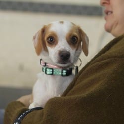 Photo of Purl, adoptable Chihuahua in New York, New York