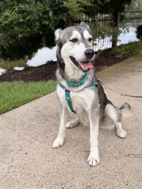 Photo of Celeste, adoptable Siberian Husky in Sugar Land, Texas
