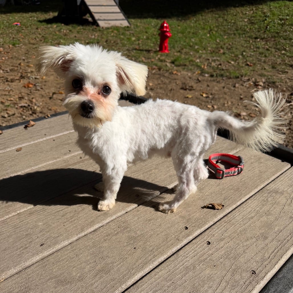 Photo of Yeti, adoptable Maltese in West Chester, Pennsylvania