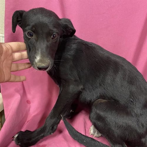 Photo of Eclipse, adoptable Border Collie in Modesto, California