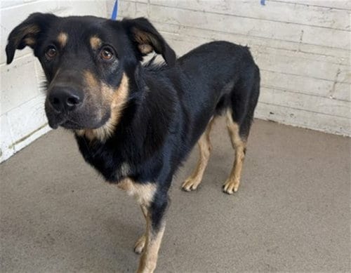 Photo of Nacho, adoptable German Shepherd Dog in San Bernardino, California