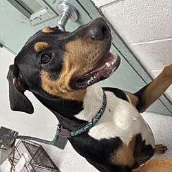 Photo of Auggie, adoptable Doberman Pinscher in Oakland, California