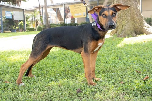 Photo of Bolda, adoptable Doberman Pinscher in Marina del Rey, California
