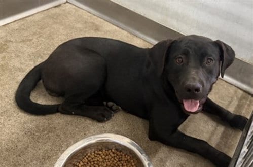 Photo of Pepper, adoptable Labrador Retriever in San Bernardino, California