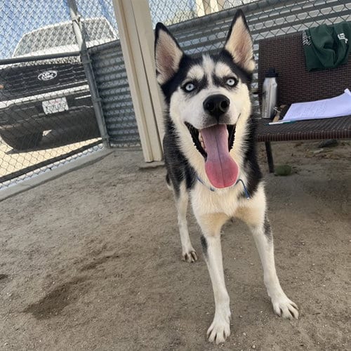 Photo of Domino, adoptable Husky in Thousand Palms, California