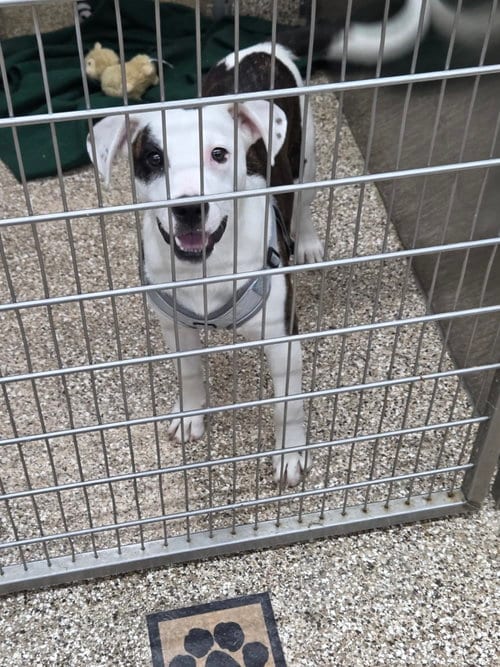 Photo of Sienna, adoptable Hound in Martinsburg, West Virginia
