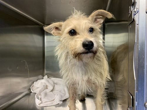 Photo of Terracotta, adoptable Terrier in Grand Prairie, Texas