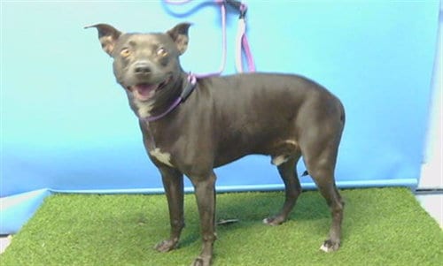 Photo of Danzig, adoptable Pit Bull Terrier in Gardena, California