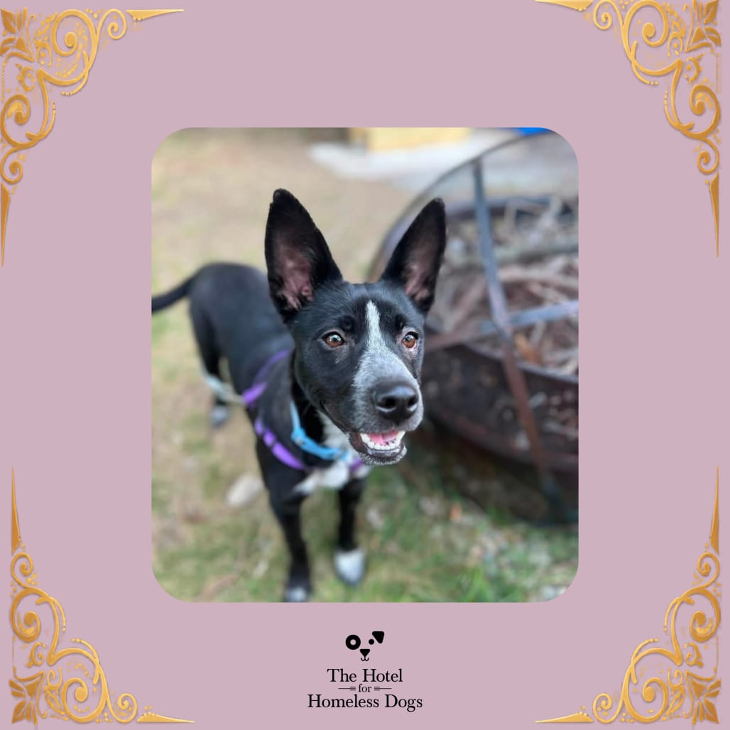 Photo of Riley, adoptable Cattle Dog, Australian (Blue Heeler) / Terrier in Cumberland, Rhode Island