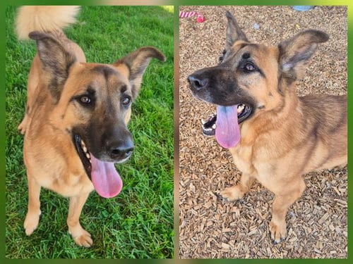 Photo of Belle, adoptable German Shepherd Dog in Albuquerque, New Mexico