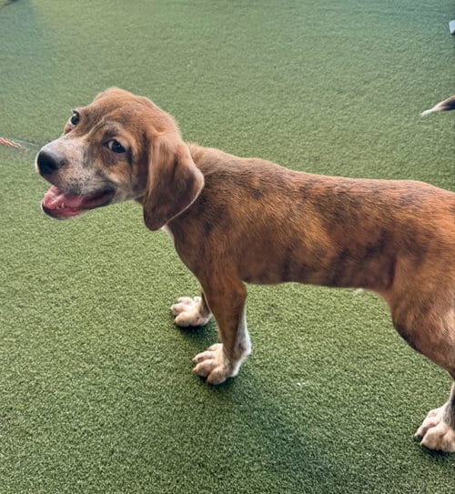 Photo of Spike, adoptable Hound in Gilberts, Illinois