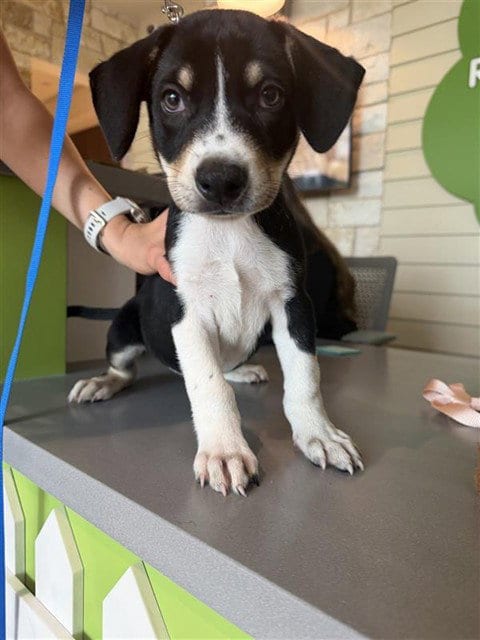 Photo of A661464, adoptable Labrador Retriever in Houston, Texas