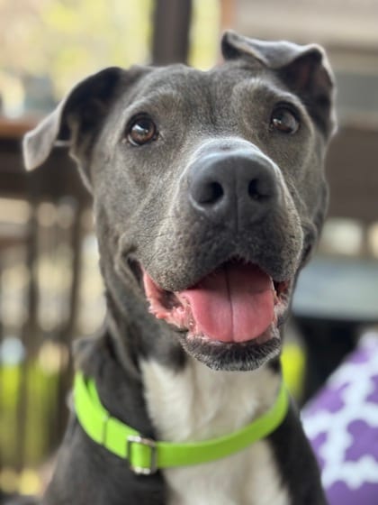 Photo of Frangilla, adoptable dog in Atlanta, Georgia