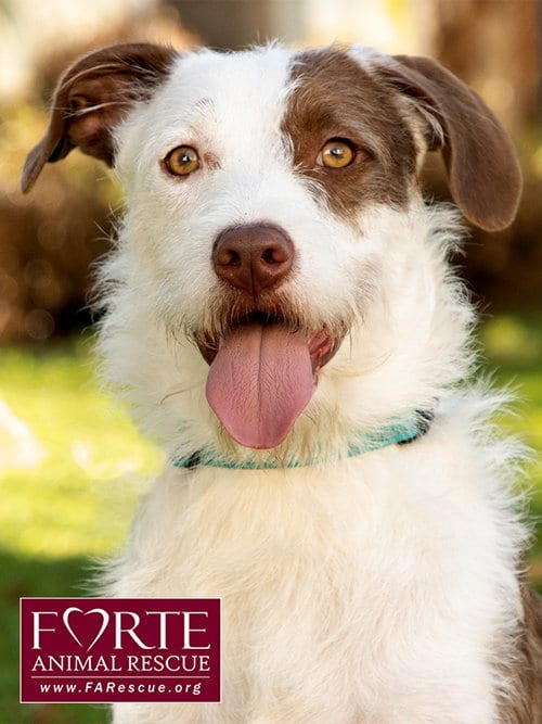 Photo of Teddy, adoptable Wirehaired Fox Terrier in Marina del Rey, California