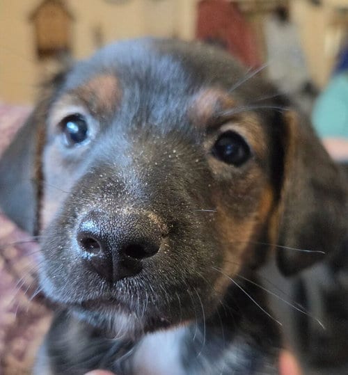 Photo of Reeses, adoptable Terrier in St. Augustine, Florida