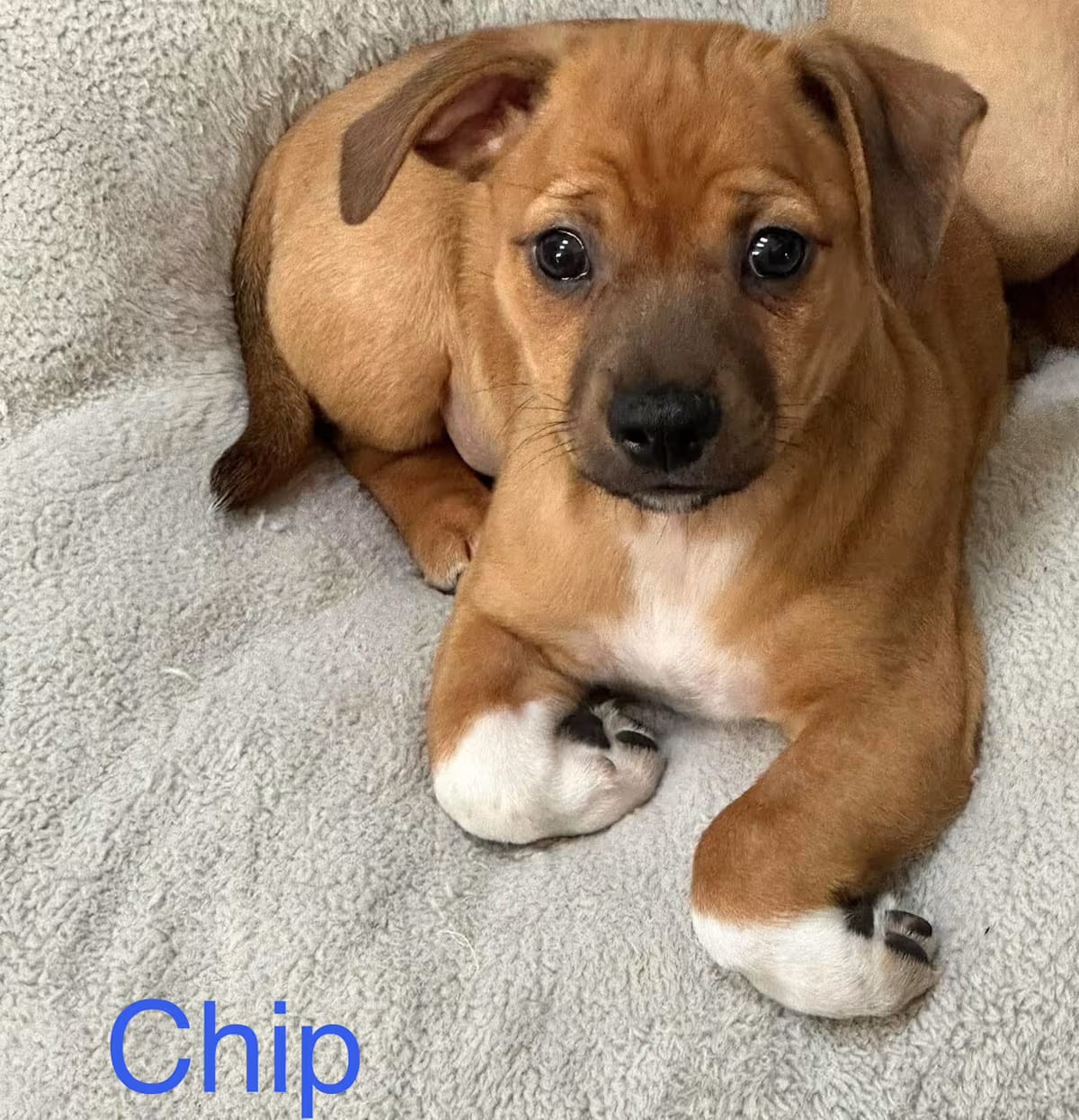 Photo of Chip, adoptable Chihuahua in Va Beach, Virginia