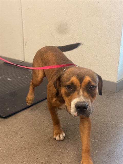 Photo of Oscar, adoptable American Pit Bull Terrier in Mesa, Arizona