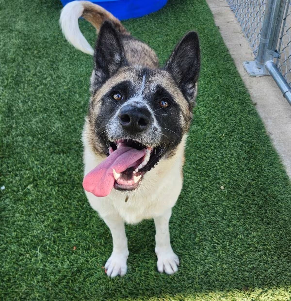 Photo of Kuma, adoptable Akita in Jackson, Tennessee