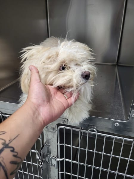 Photo of Fuzzyball, adoptable Shih Tzu cross in Lawrenceville, Georgia