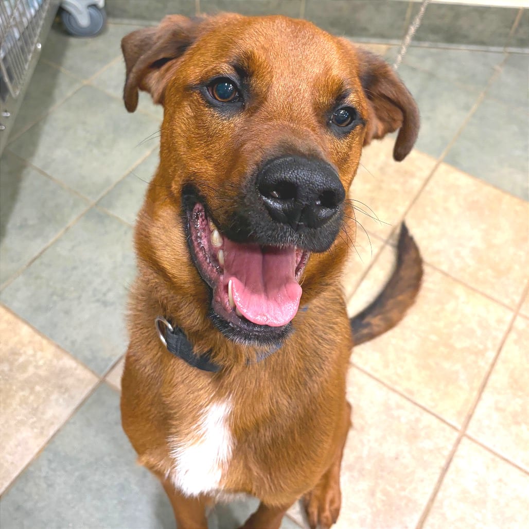 Photo of Gazpacho, adoptable Mixed Breed (Medium) in Chattanooga, Tennessee
