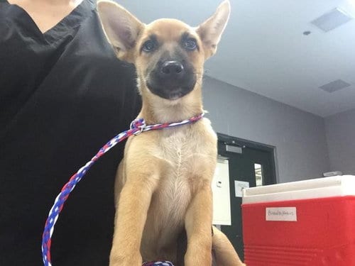 Photo of A1936626, adoptable German Shepherd Dog in Thousand Palms, California