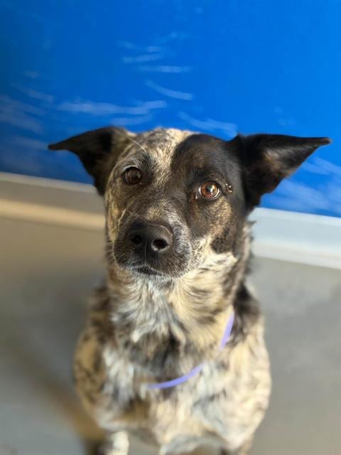 Photo of Benelli, adoptable Queensland Heeler in Visalia, California