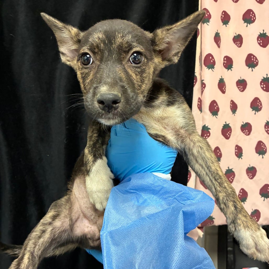 Photo of Techno, adoptable Shepherd / Mix in San Antonio, Texas