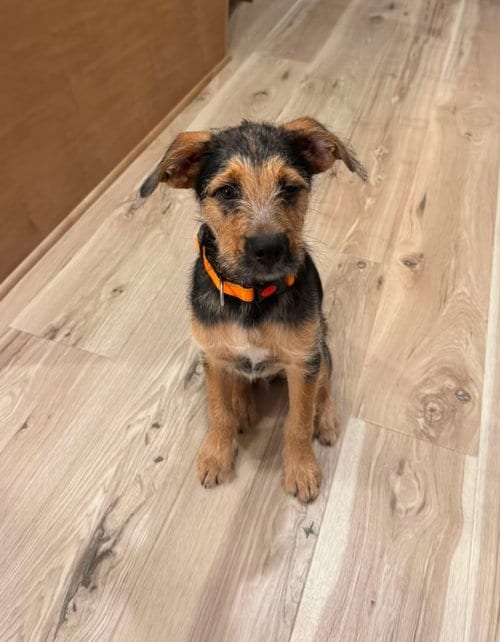 Photo of Goku, adoptable Schnauzer in Rosenberg, Texas