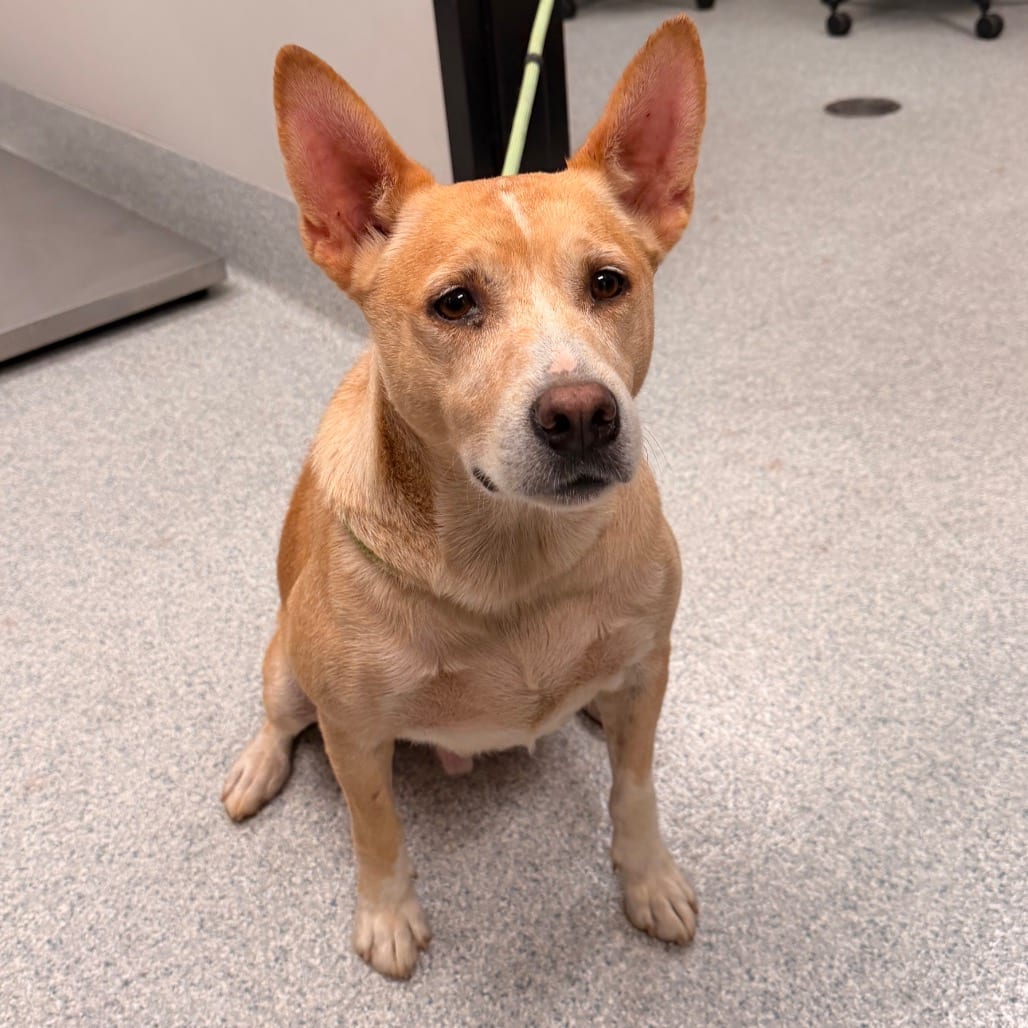 Photo of Zaco, adoptable Shepherd / Cattle Dog, Australian (Red Heeler) in Spartanburg, South Carolina