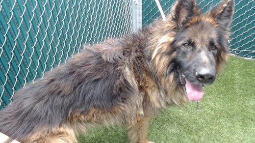 Photo of Roki, adoptable German Shepherd Dog in Downey, California