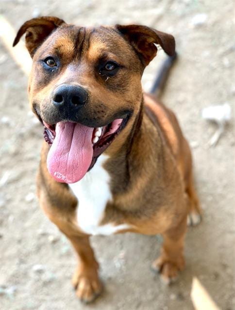 Photo of Sweetheart, adoptable Pit Bull Terrier in Riverside, California