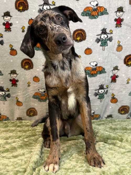 Photo of Lucky, adoptable Catahoula Leopard Dog in Wetumpka, Alabama