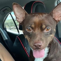 Photo of Oscar Meyer SM, adoptable Dachshund American Pit Bull Terrier in Hartford, Connecticut