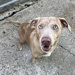 Photo of Chuck, adoptable Dachshund Labrador Retriever in Baton Rouge, Louisiana